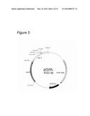 AGROBACTERIUM BACTERIUM TO BE USED IN PLANT TRANSFORMATION METHOD diagram and image