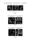 PRODUCTION OF BACTERIAL MICROCOMPARTMENTS IN EUKARYOTIC CELLS diagram and image