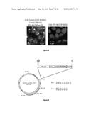 PRODUCTION OF BACTERIAL MICROCOMPARTMENTS IN EUKARYOTIC CELLS diagram and image