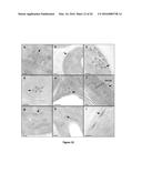 PRODUCTION OF BACTERIAL MICROCOMPARTMENTS IN EUKARYOTIC CELLS diagram and image