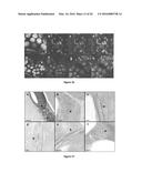 PRODUCTION OF BACTERIAL MICROCOMPARTMENTS IN EUKARYOTIC CELLS diagram and image