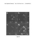 PRODUCTION OF BACTERIAL MICROCOMPARTMENTS IN EUKARYOTIC CELLS diagram and image