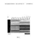 METHOD FOR SPEEDING UP PLANT GROWTH AND IMPROVING YIELD BY ALTERING     EXPRESSION LEVELS OF KINASES AND PHOSPHATASES diagram and image