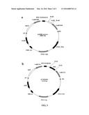 METHOD FOR SPEEDING UP PLANT GROWTH AND IMPROVING YIELD BY ALTERING     EXPRESSION LEVELS OF KINASES AND PHOSPHATASES diagram and image