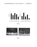 METHOD FOR SPEEDING UP PLANT GROWTH AND IMPROVING YIELD BY ALTERING     EXPRESSION LEVELS OF KINASES AND PHOSPHATASES diagram and image