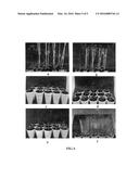 METHOD FOR SPEEDING UP PLANT GROWTH AND IMPROVING YIELD BY ALTERING     EXPRESSION LEVELS OF KINASES AND PHOSPHATASES diagram and image