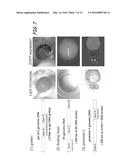 METHODS AND COMPOSITIONS FOR TARGETED GENE MODIFICATION diagram and image