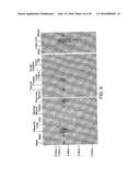 METHODS AND COMPOSITIONS FOR THE DIAGNOSIS OF CANCER SUSCEPTIBILITIES AND     DEFECTIVE DNA REPAIR MECHANISMS AND TREATMENT THEREOF diagram and image