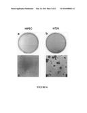 DRUG DISCOVERY METHODS INVOLVING A PRECLNICAL, IN VITRO ISOLATED     GASTROINTESTINAL EPITHELIAL STEM CELL-LIKE PROGENITOR CELL SYSTEM diagram and image