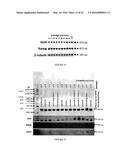 DRUG DISCOVERY METHODS INVOLVING A PRECLNICAL, IN VITRO ISOLATED     GASTROINTESTINAL EPITHELIAL STEM CELL-LIKE PROGENITOR CELL SYSTEM diagram and image