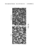 TASTE RECEPTOR INTERNALIZATION ASSAY diagram and image