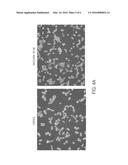 TASTE RECEPTOR INTERNALIZATION ASSAY diagram and image