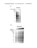 COMPOSITIONS AND METHODS FOR DETECTING S-NITROSYLATION AND S-SULFINYLATION diagram and image