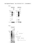 COMPOSITIONS AND METHODS FOR DETECTING S-NITROSYLATION AND S-SULFINYLATION diagram and image