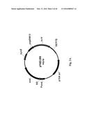 Genetically Modified Yersinia as Vaccines Against Yersinia Species diagram and image