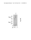 Genetically Modified Yersinia as Vaccines Against Yersinia Species diagram and image