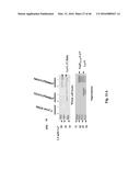 Genetically Modified Yersinia as Vaccines Against Yersinia Species diagram and image