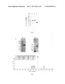 Construction and application of bispecific antibody EpCAMxCD3 diagram and image