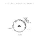 Production of Polypeptides Relevant to Human and Animal Health Using     Yarrowia lipolytica diagram and image