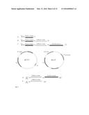 Method for producing natively folded proteins in a prokaryotic host diagram and image