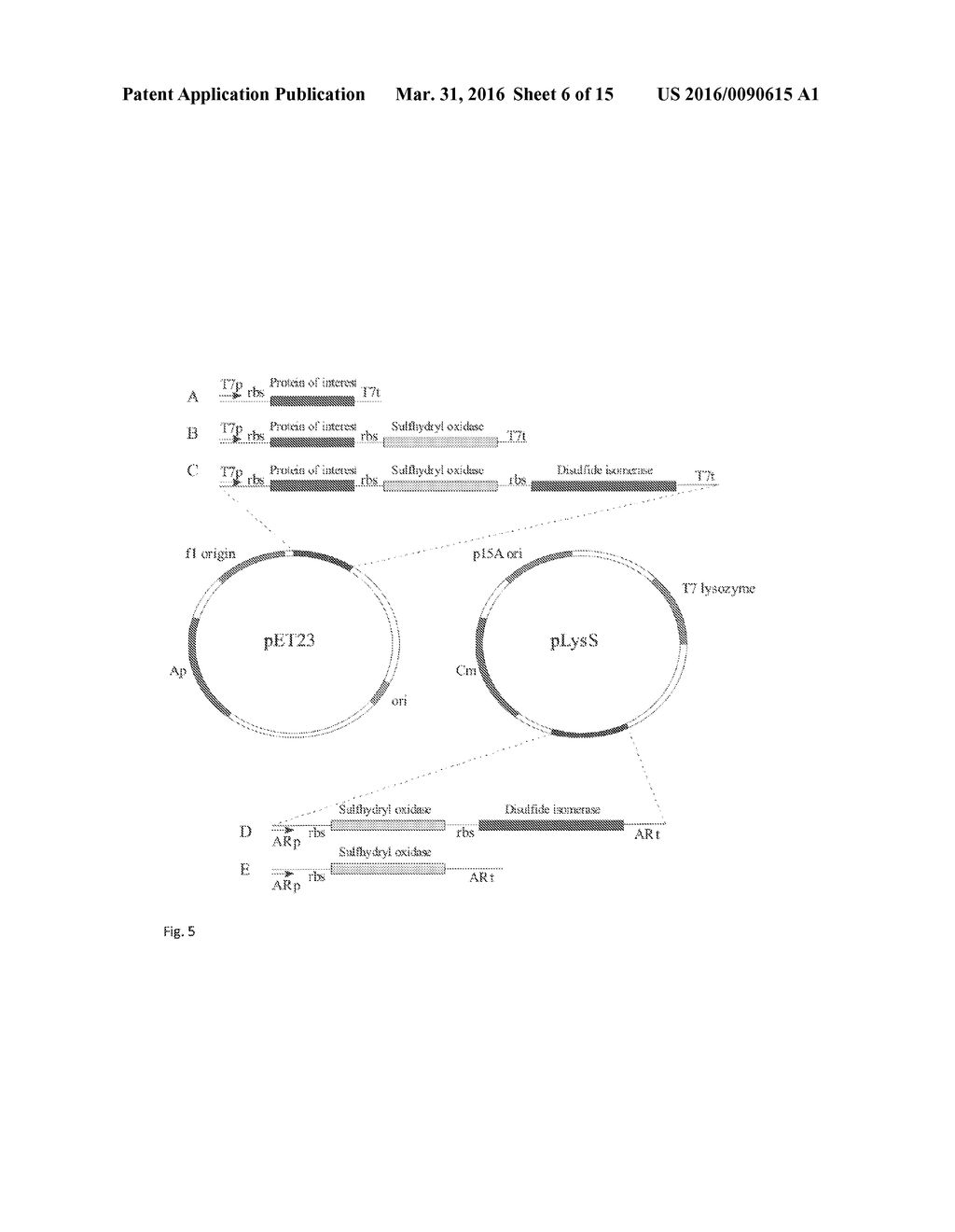 Method for producing natively folded proteins in a prokaryotic host - diagram, schematic, and image 07