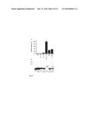 Method for producing natively folded proteins in a prokaryotic host diagram and image