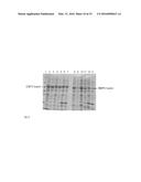 Method for producing natively folded proteins in a prokaryotic host diagram and image