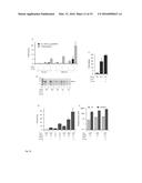 Method for producing natively folded proteins in a prokaryotic host diagram and image