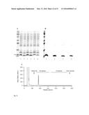 Method for producing natively folded proteins in a prokaryotic host diagram and image