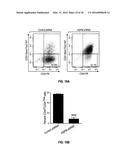 METHODS OF PROGNOSTICALLY CLASSIFYING AND TREATING GLANDULAR CANCERS diagram and image