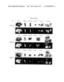 NOVEL MULTIMODAL CT/OPTICAL AGENTS diagram and image