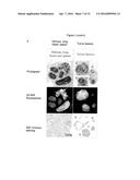 NOVEL MULTIMODAL CT/OPTICAL AGENTS diagram and image