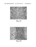 BEAD-COATED SHEET diagram and image