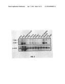 B7-H1, A NOVEL IMMUNOREGULATORY MOLECULE diagram and image