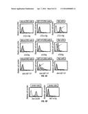 B7-H1, A NOVEL IMMUNOREGULATORY MOLECULE diagram and image