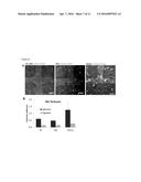 BLOOD-CELL PRODUCING BIO-MICROREACTOR diagram and image