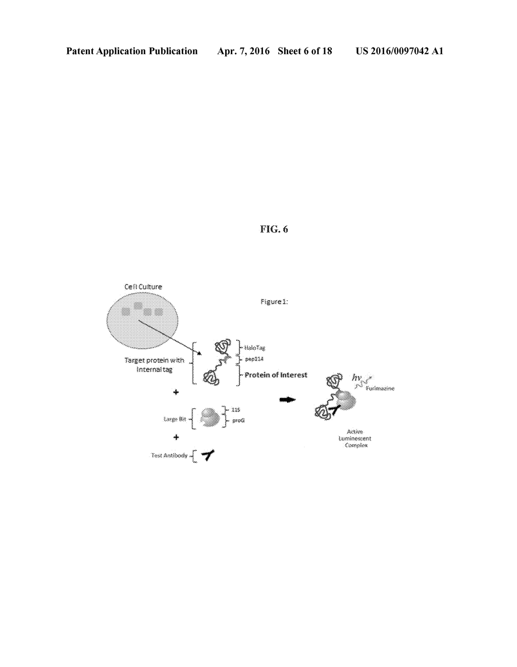 INTERNAL PROTEIN TAGS - diagram, schematic, and image 07