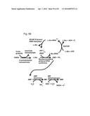 HIGH THROUGHPUT ASSAY FOR MONITORING AMP PRODUCTION AND AMINOACYL-tRNA     SYNTHETASE ACTIVITY diagram and image