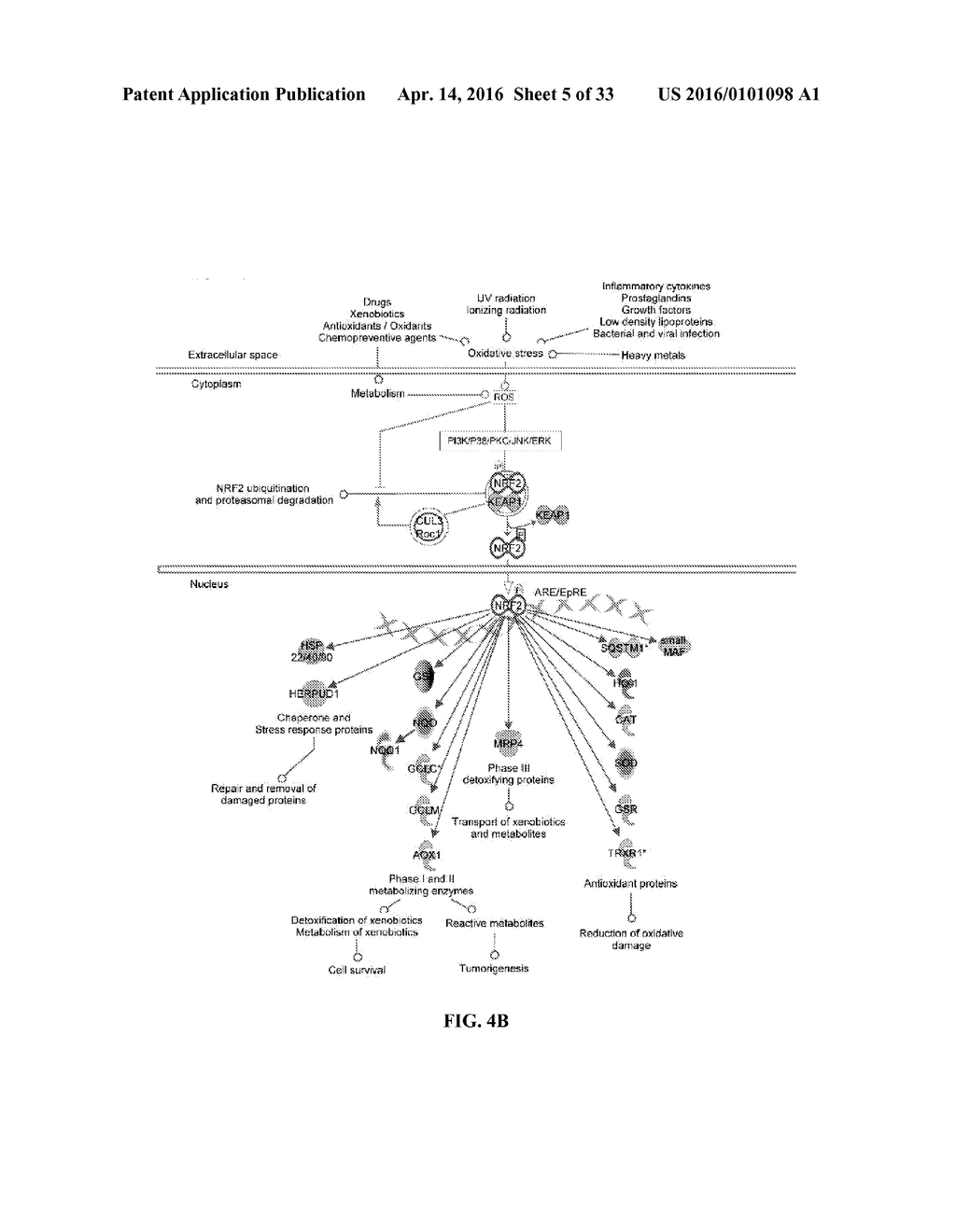 SMALL MOLECULE ACTIVATORS OF NRF2 PATHWAY - diagram, schematic, and image 06