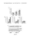 SMALL MOLECULE ACTIVATORS OF NRF2 PATHWAY diagram and image