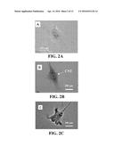 COMPOSITIONS COMPRISING NANOPARTICLES AND APOPTOTIC AGENTS AND METHODS OF     USE diagram and image