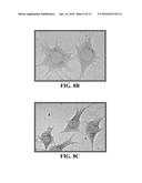 COMPOSITIONS COMPRISING NANOPARTICLES AND APOPTOTIC AGENTS AND METHODS OF     USE diagram and image