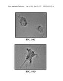 COMPOSITIONS COMPRISING NANOPARTICLES AND APOPTOTIC AGENTS AND METHODS OF     USE diagram and image