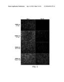 Method and Composition for Hypothermic Storage of Placental Tissue diagram and image