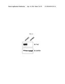 PEPTIDE FOR INHIBITION OF BINDING BETWEEN ANGIOPOIETIN-2 AND INTEGRIN AND     USE THEREOF diagram and image