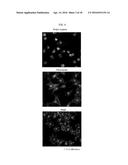 PEPTIDE FOR INHIBITION OF BINDING BETWEEN ANGIOPOIETIN-2 AND INTEGRIN AND     USE THEREOF diagram and image