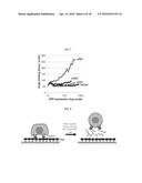 PEPTIDE FOR INHIBITION OF BINDING BETWEEN ANGIOPOIETIN-2 AND INTEGRIN AND     USE THEREOF diagram and image