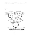 USE OF A TRUNCATED CCN1 PROMOTER FOR CANCER DIAGNOSTICS, THERAPEUTICS AND     THERANOSTICS diagram and image