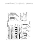 USE OF A TRUNCATED CCN1 PROMOTER FOR CANCER DIAGNOSTICS, THERAPEUTICS AND     THERANOSTICS diagram and image