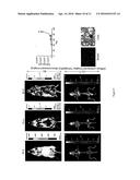 USE OF A TRUNCATED CCN1 PROMOTER FOR CANCER DIAGNOSTICS, THERAPEUTICS AND     THERANOSTICS diagram and image